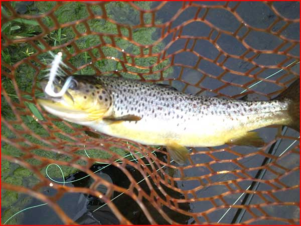 Brookville tailwater trout caught ona  white streamer