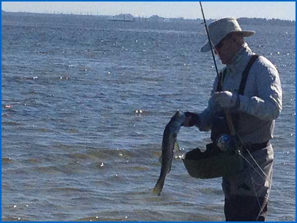 Rob Walter with a Tampa Bay snook caught on fly rod
